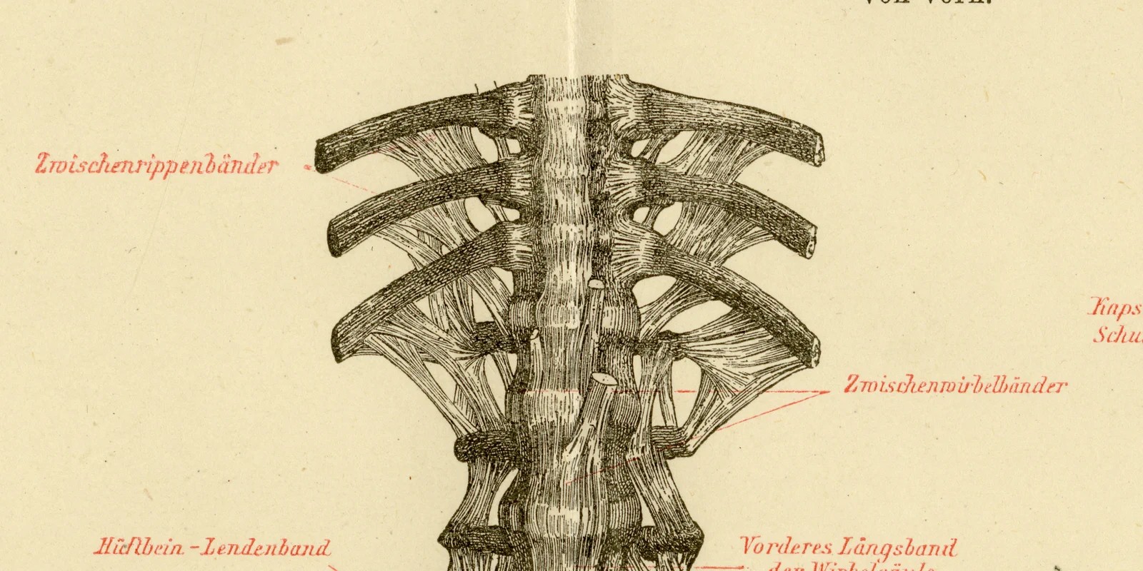 Bänder des Menschen ca 1882 historische Grafik Holzstich