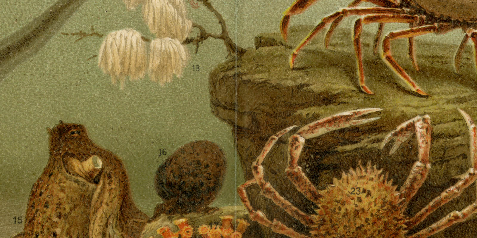 Aquarium ca 1893 historische Bildtafel Chromolithographie
