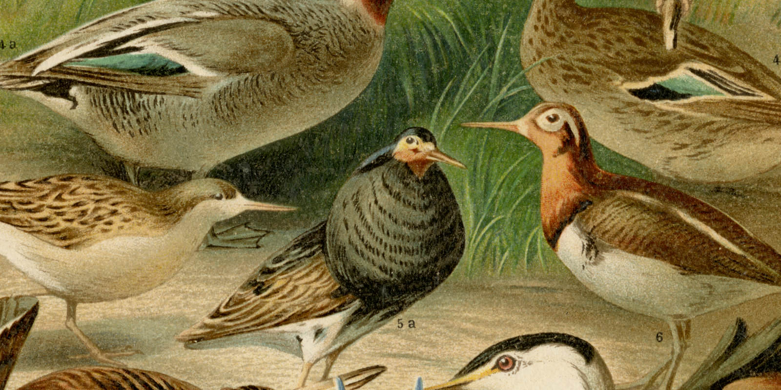 Hochzeitskleider I ca 1895 historische Bildtafel Chromolithographie