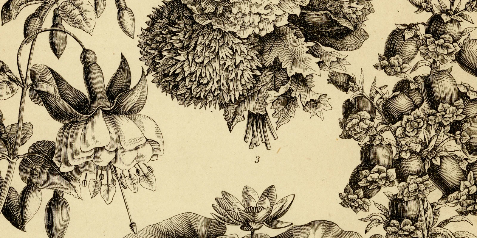 Füllung der Blumen ca 1884 historische Grafik Holzstich