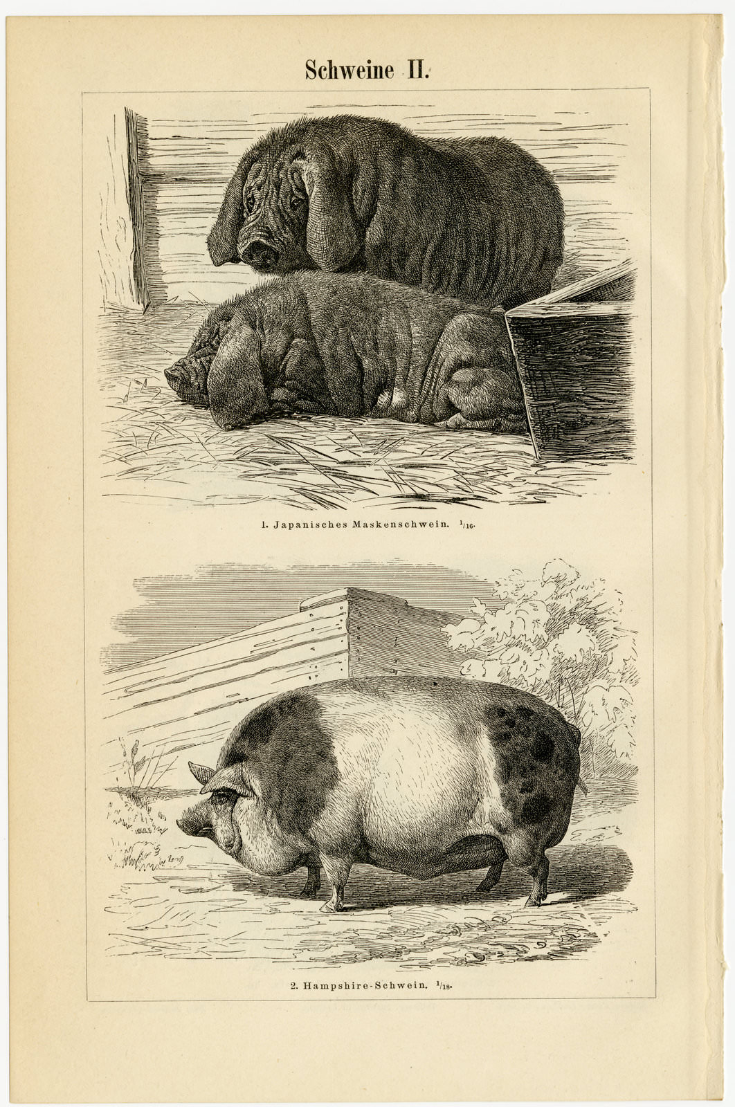 Schweine I - II ca 1897 historische Bildtafel Holzstich