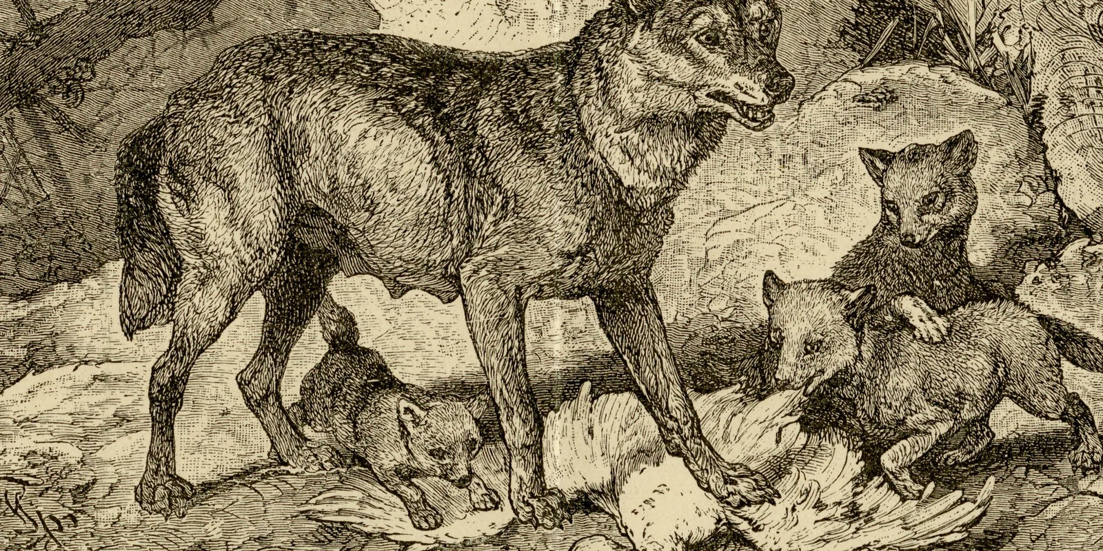 Wilde Hund und Hyänen ca 1884 historische Grafik Holzstich