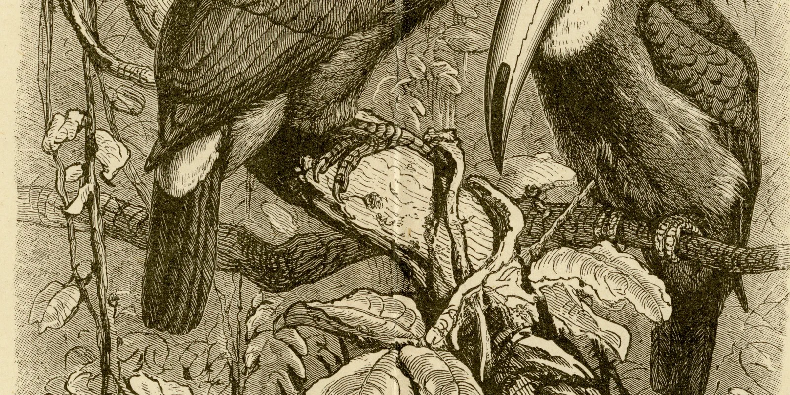 Kuckucksvögel ca 1885 historische Grafik Holzstich