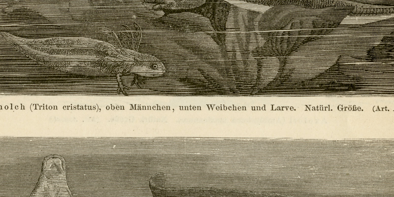 Schwanzlurche I - II ca 1897 historische Bildtafel Holzstich