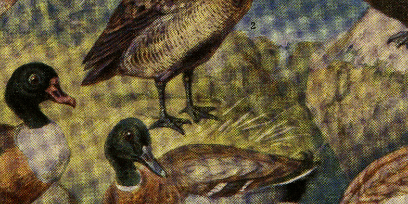 Enten und Gänse ca 1926 historische Bildtafel Chromotypie