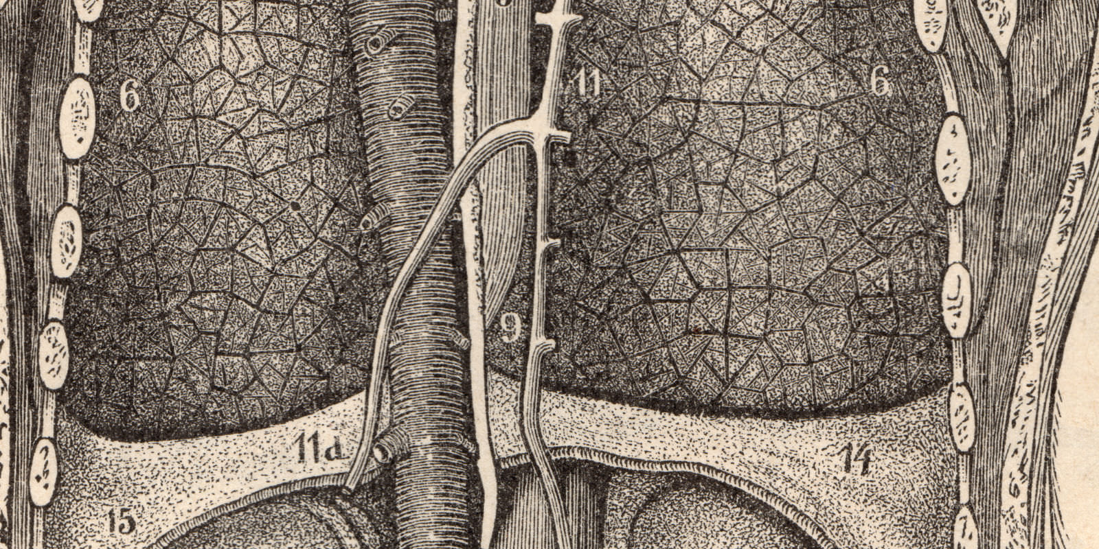 Mensch Rückenansicht Eingeweide ca 1894 Holzstich historische Bildtafel