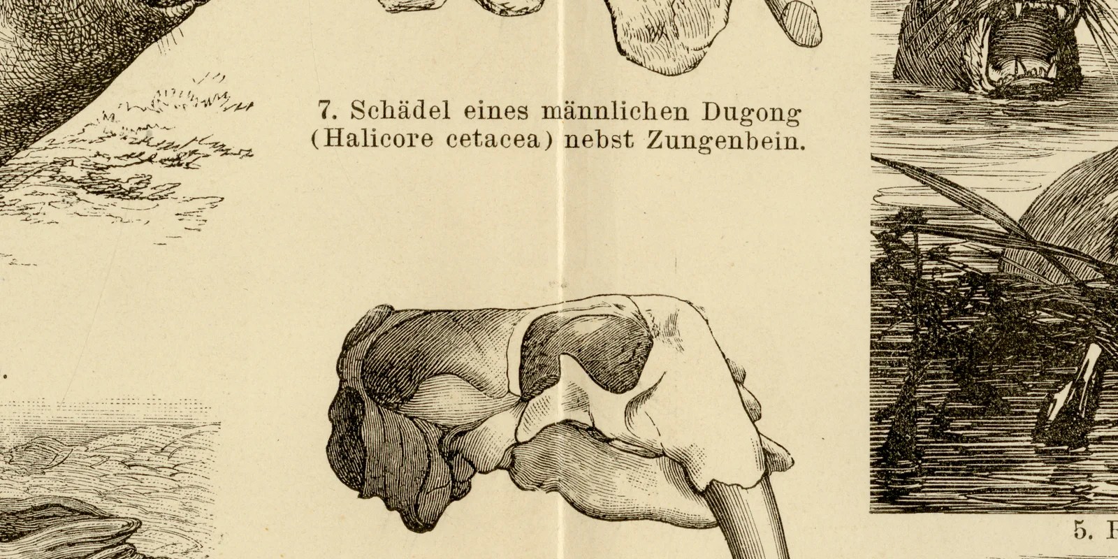 Seesäugetiere ca 1886 historische Grafik Holzstich