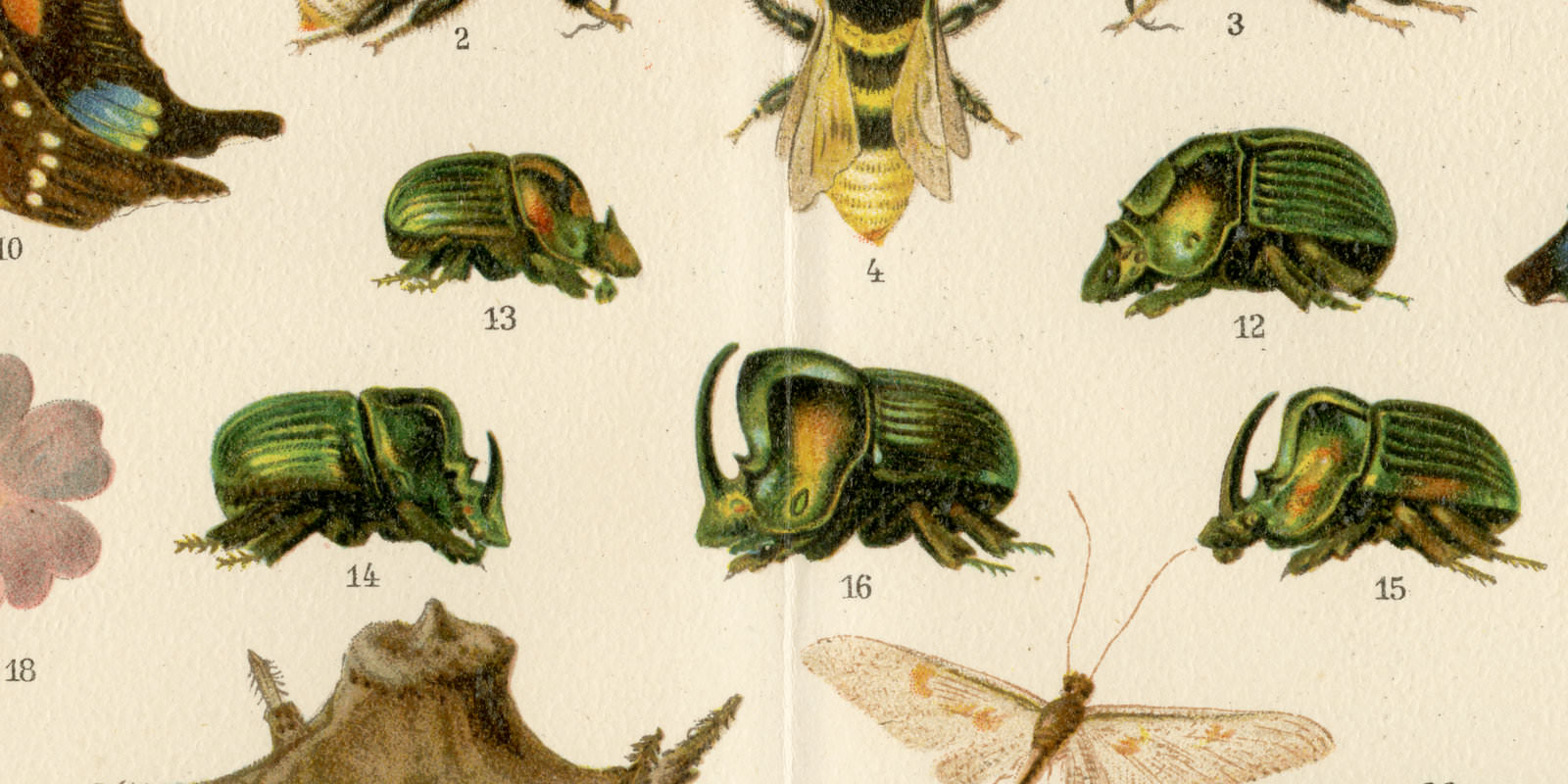 Darwinismus ca 1893 historische Bildtafel Chromolithographie