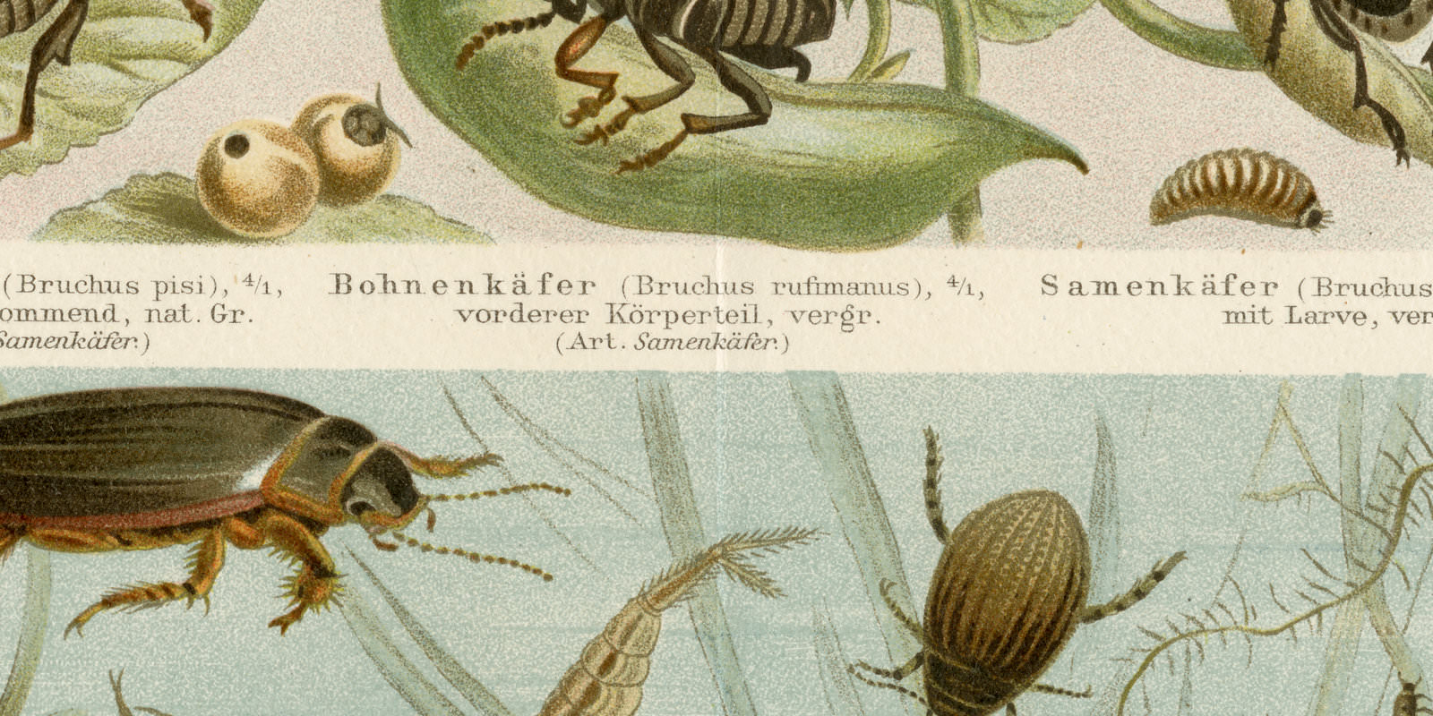Käfer ca 1895 historische Bildtafel Chromolithographie