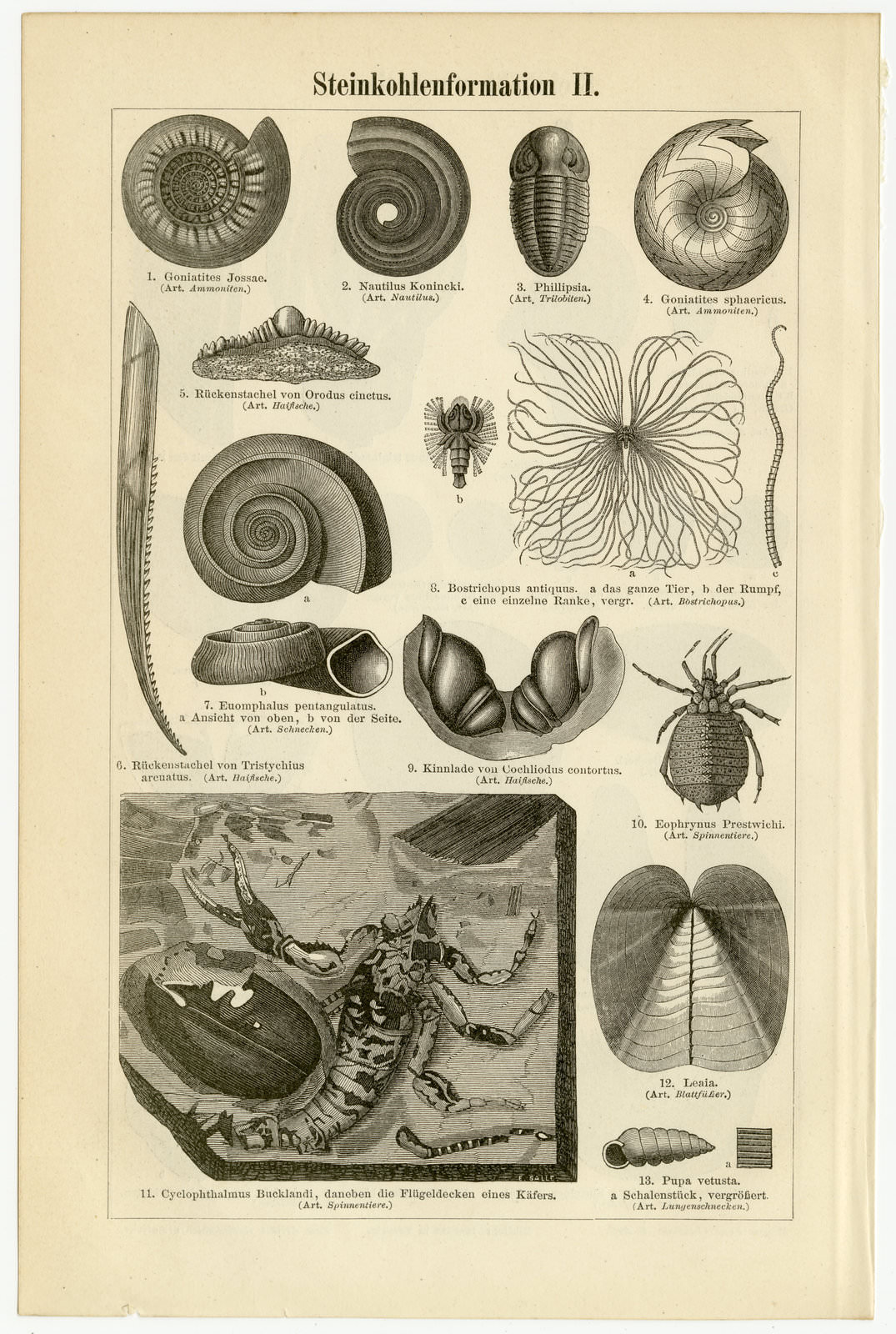 Steinkohleformation I - II ca 1897 historische Bildtafel Holzstich