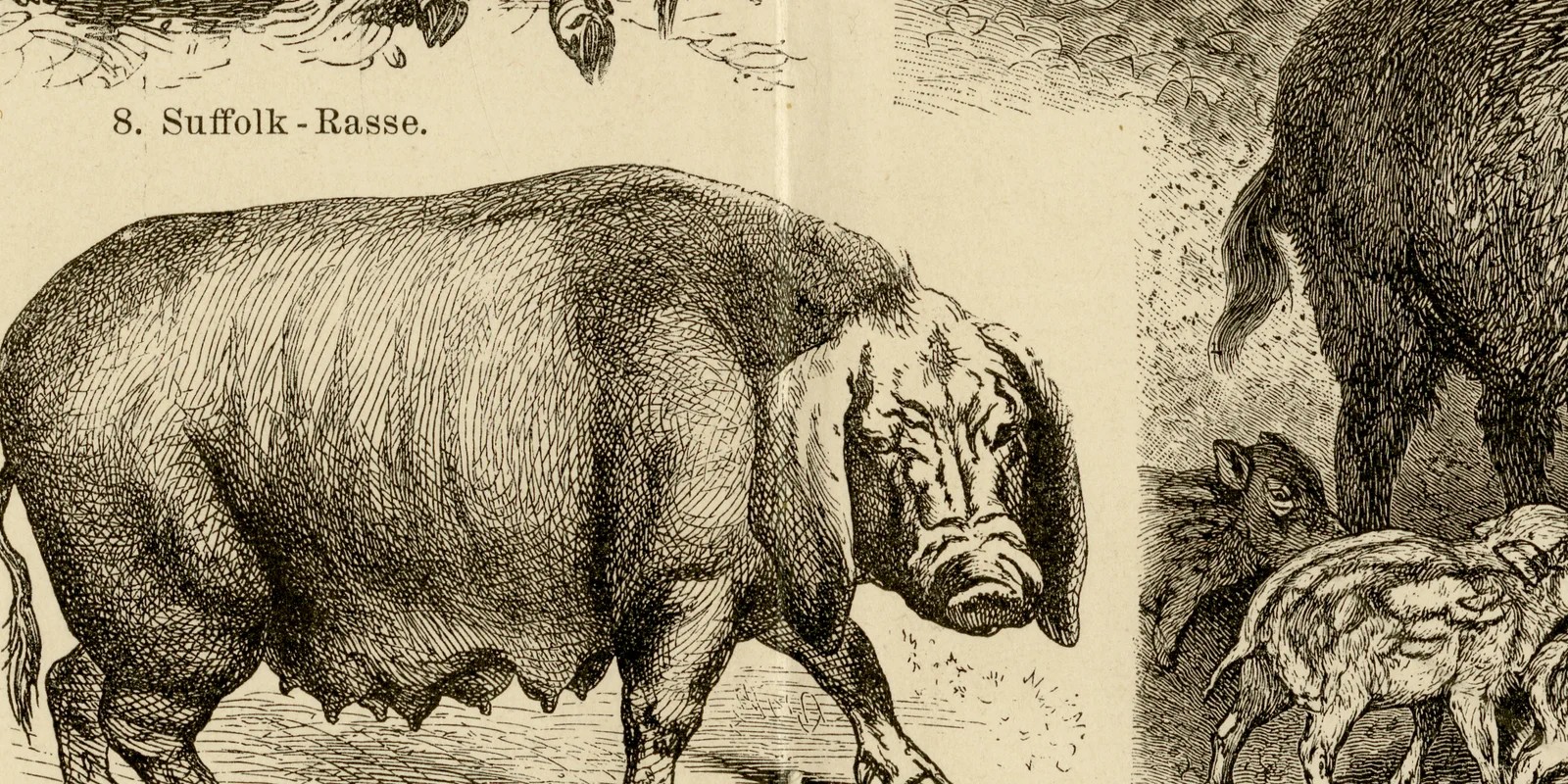 Schweine und Schweinerassen ca 1886 historische Grafik Holzstich