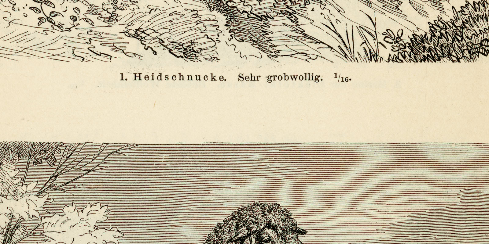 Schafe I - II ca 1897 historische Bildtafel Holzstich