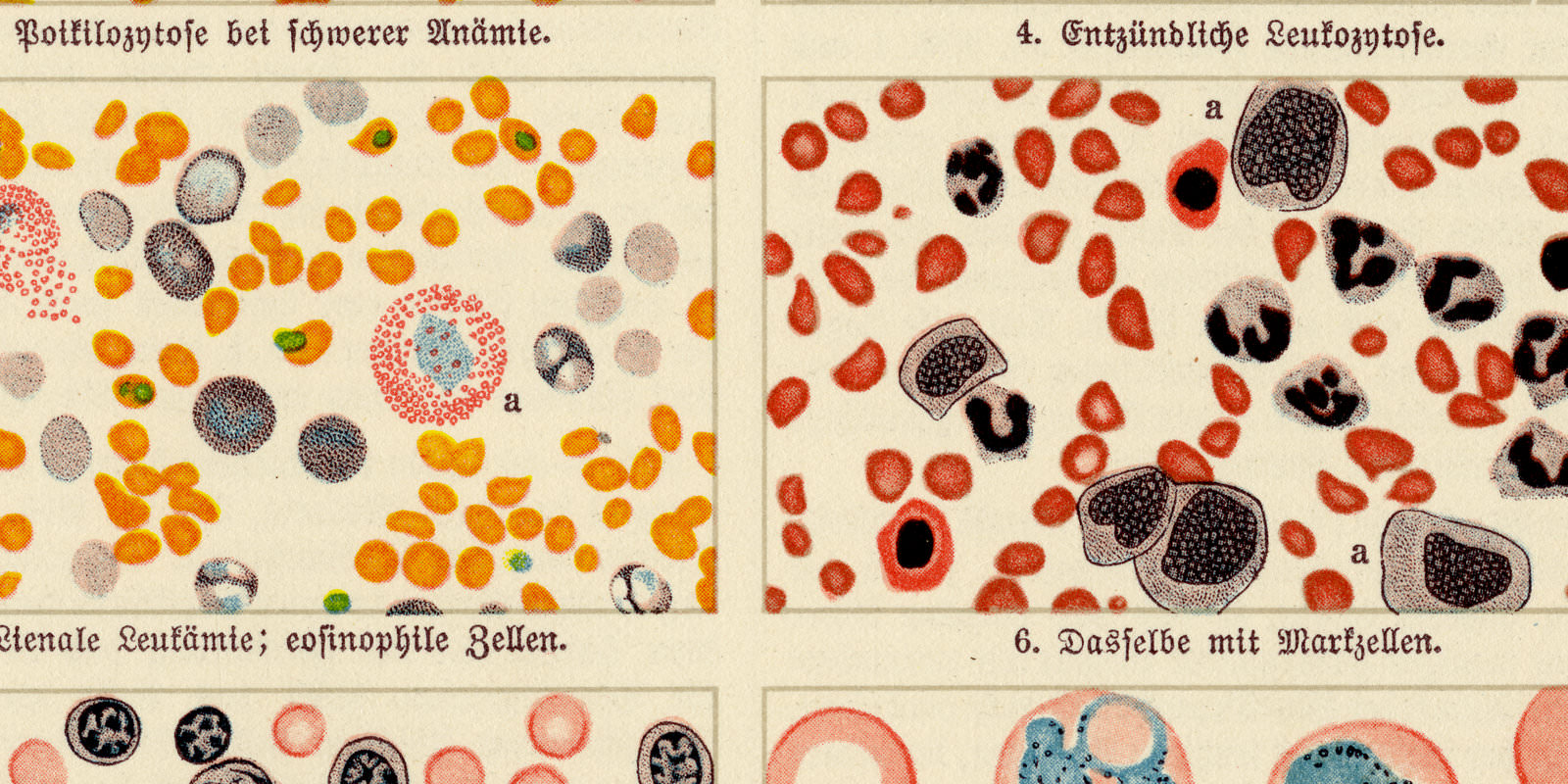 Blutbilder ca 1931 historische Bildtafel Chromotypie