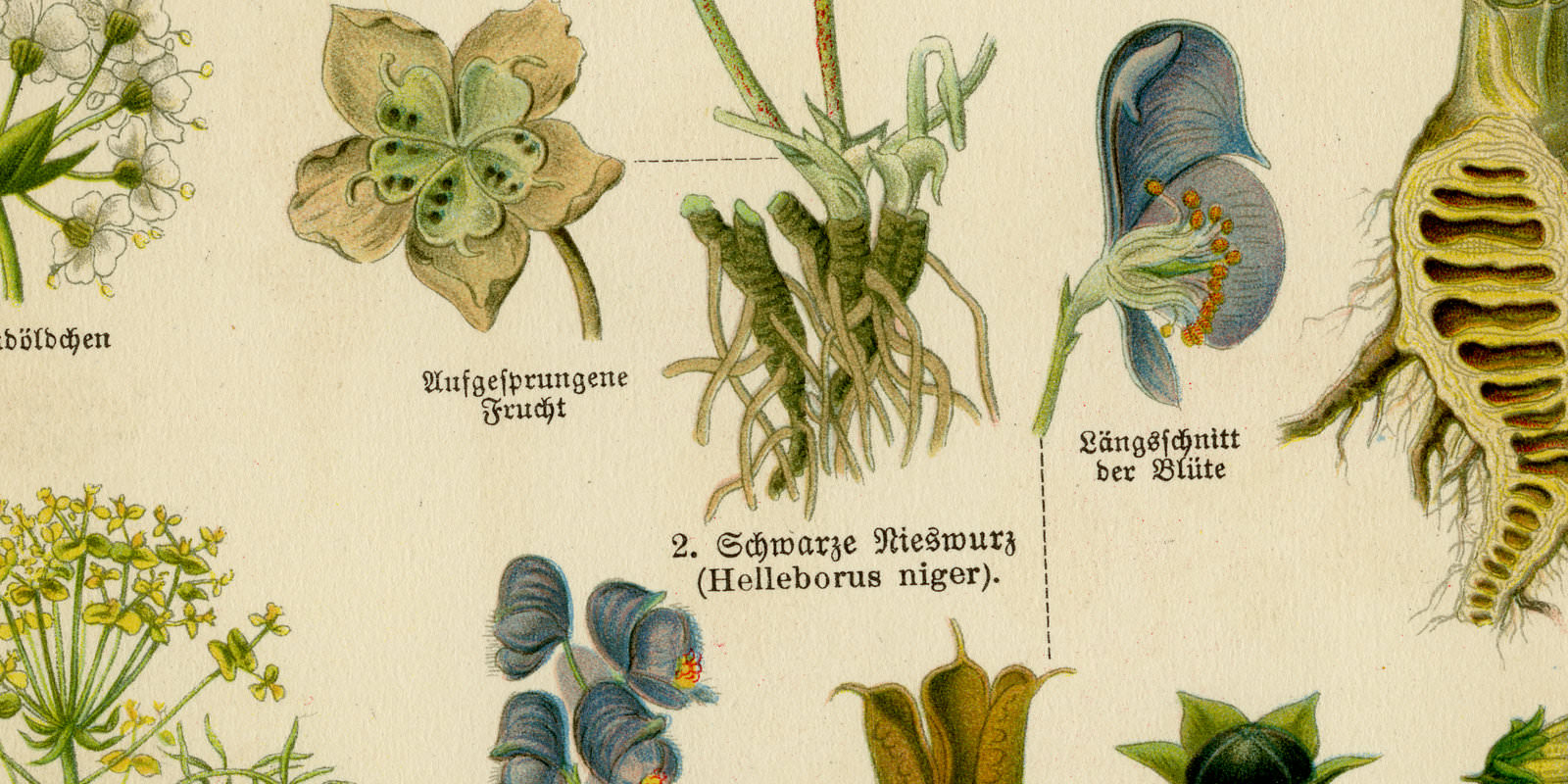 Giftpflanzen II ca 1926 historische Bildtafel Chromotypie