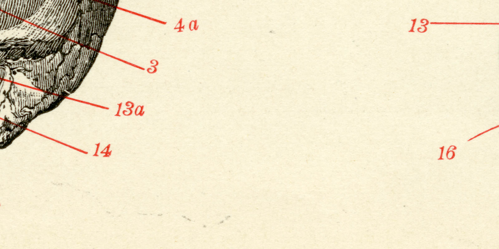 Der Schädel des Menschen historische Bildtafel Holzstich ca 1902