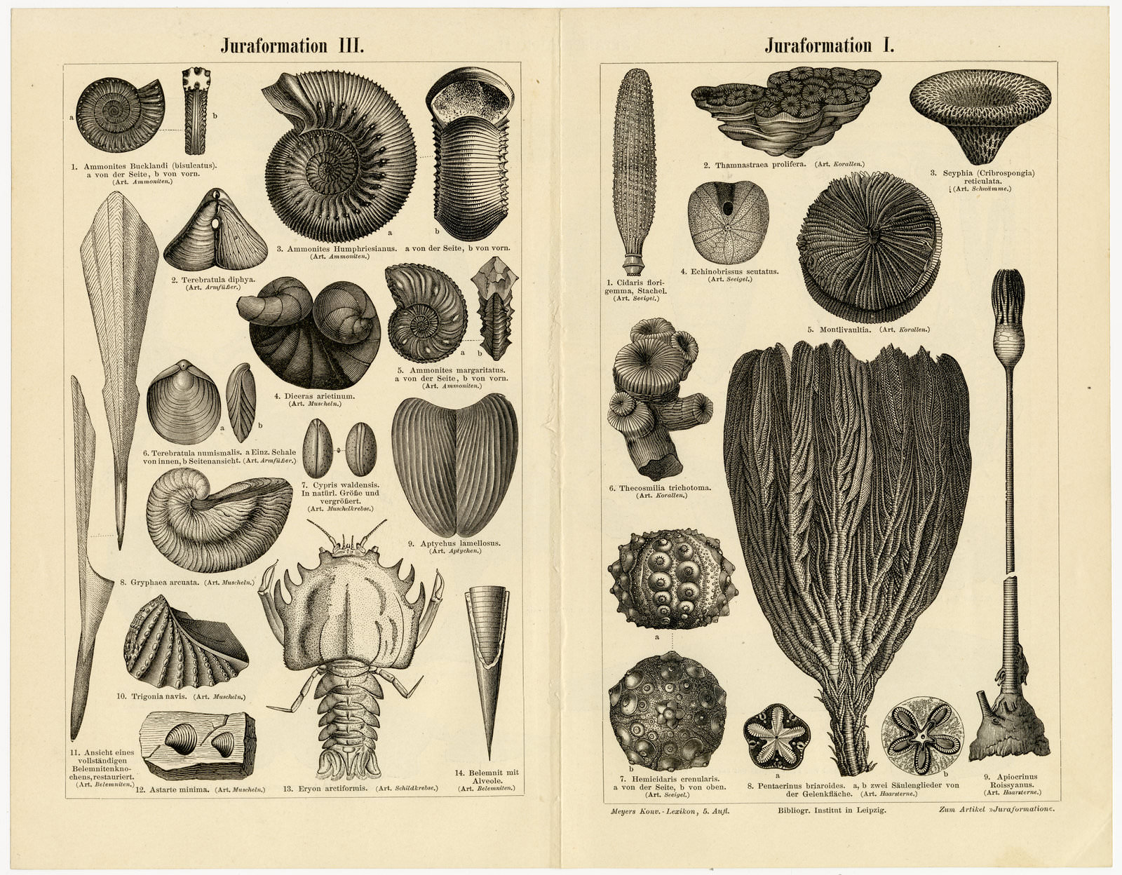 Juraformation I - III ca 1895 historische Bildtafel Holzstich