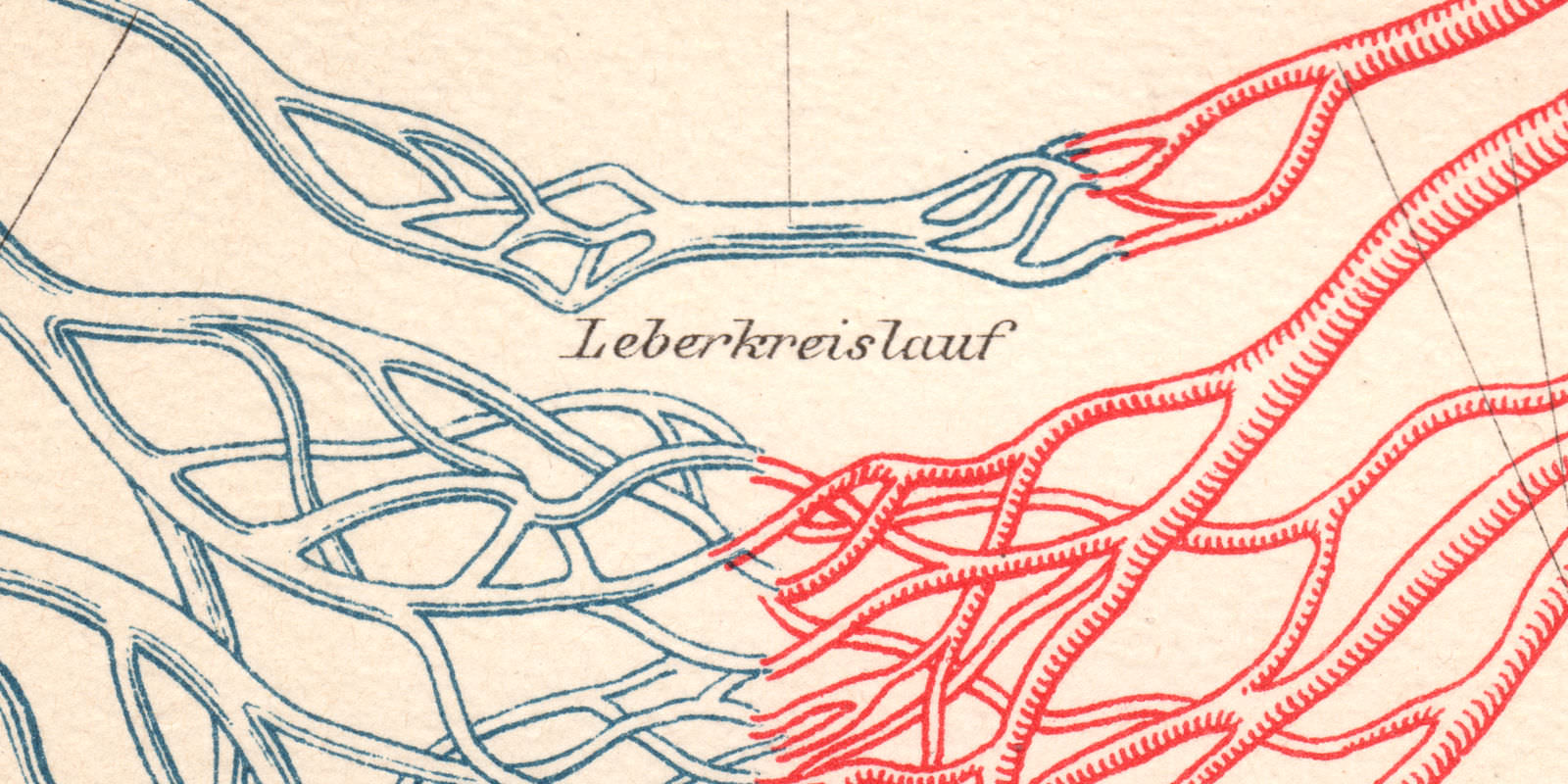 Blutkreislauf des Herzens ca 1894 Chromolithographie historische Bildtafel