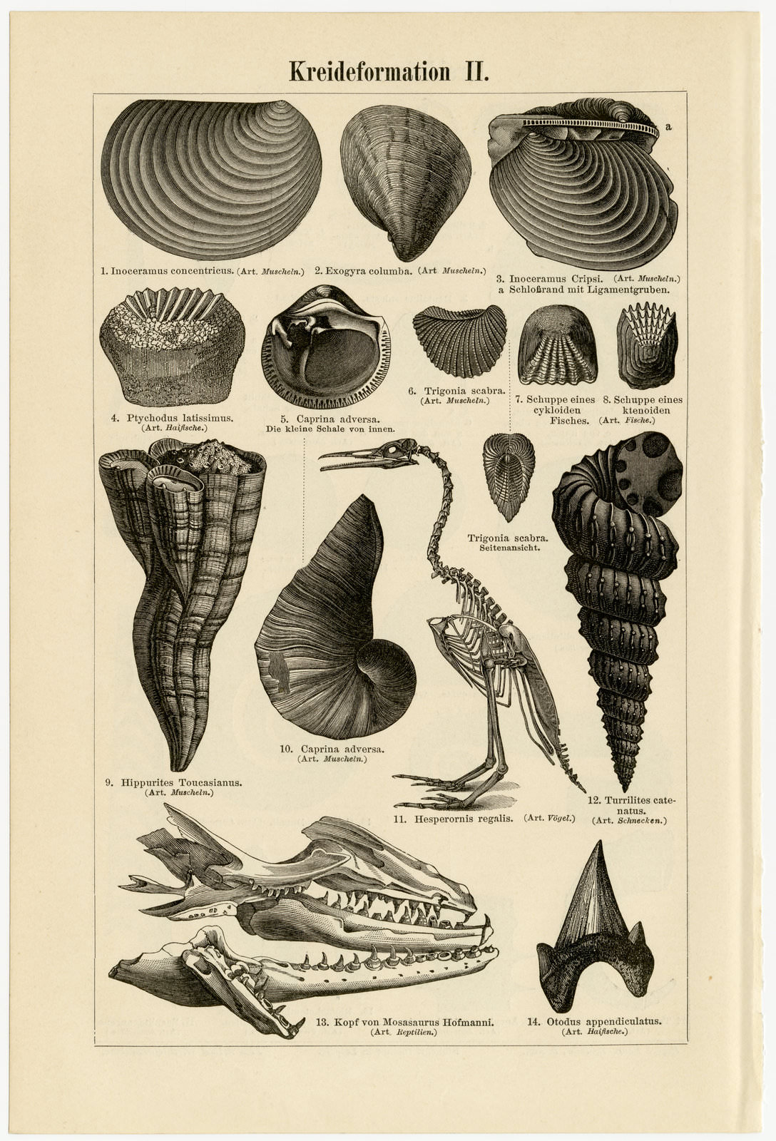 Kreideformation I - II ca 1895 historische Bildtafel Holzstich