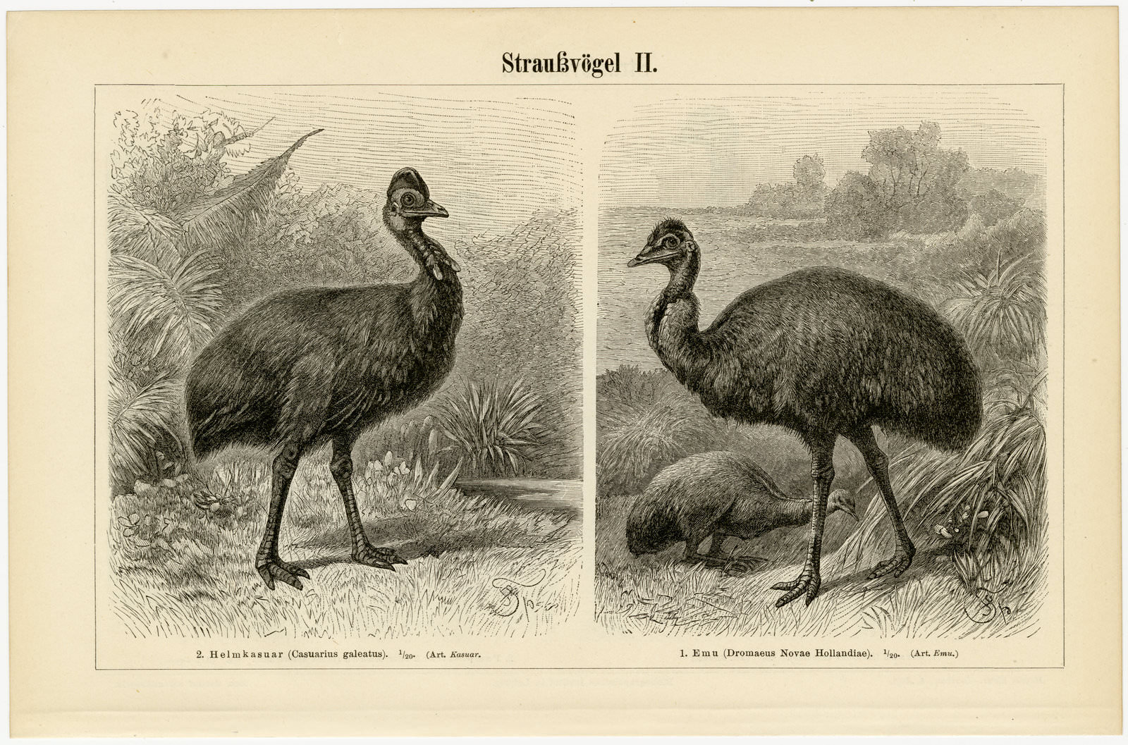 Straußvögel I - II ca 1897 historische Bildtafel Holzstich
