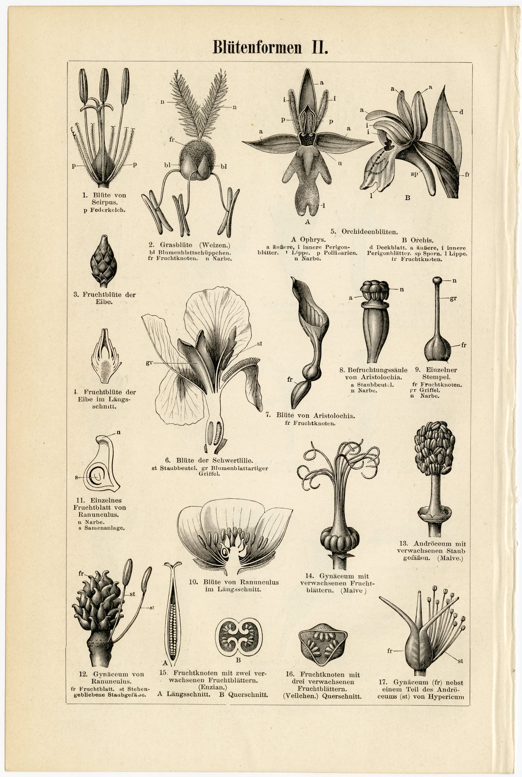 Blütenformen I - II ca 1893 historische Bildtafel Holzstich