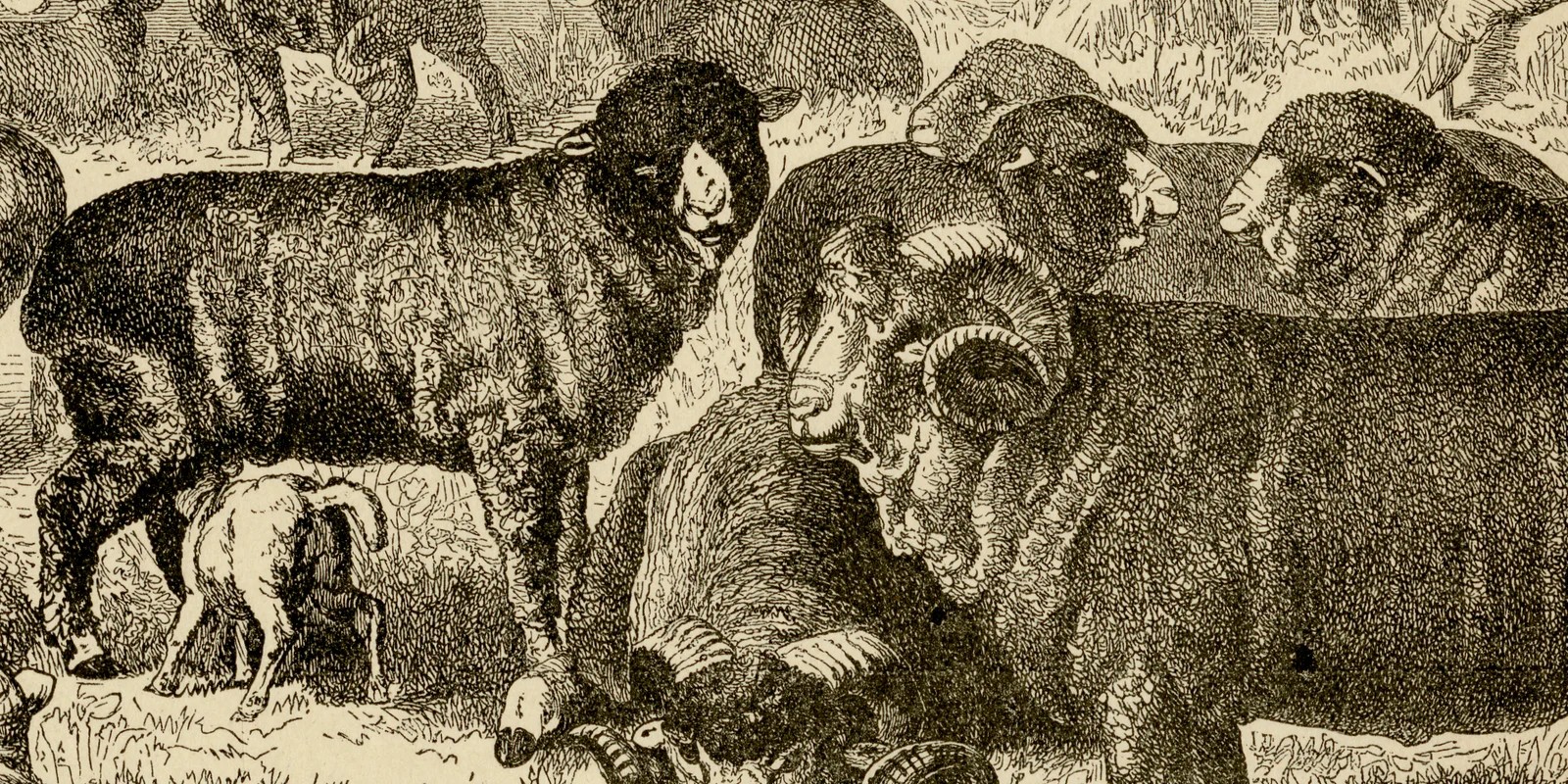 Schafrassen ca 1886 historische Grafik Holzstich