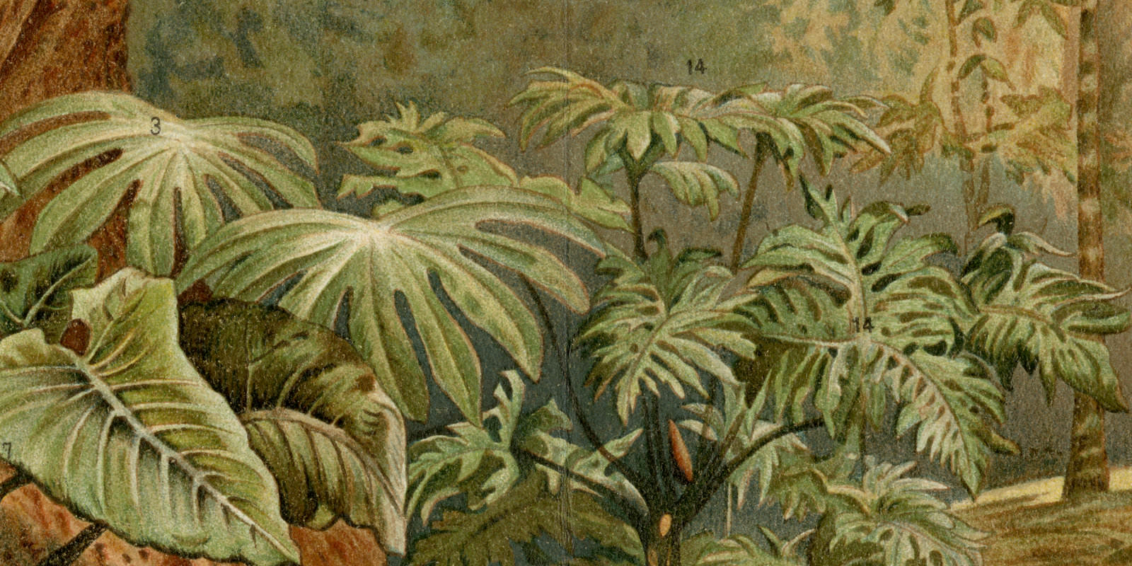 Araceen ca 1893 historische Bildtafel Chromolithographie