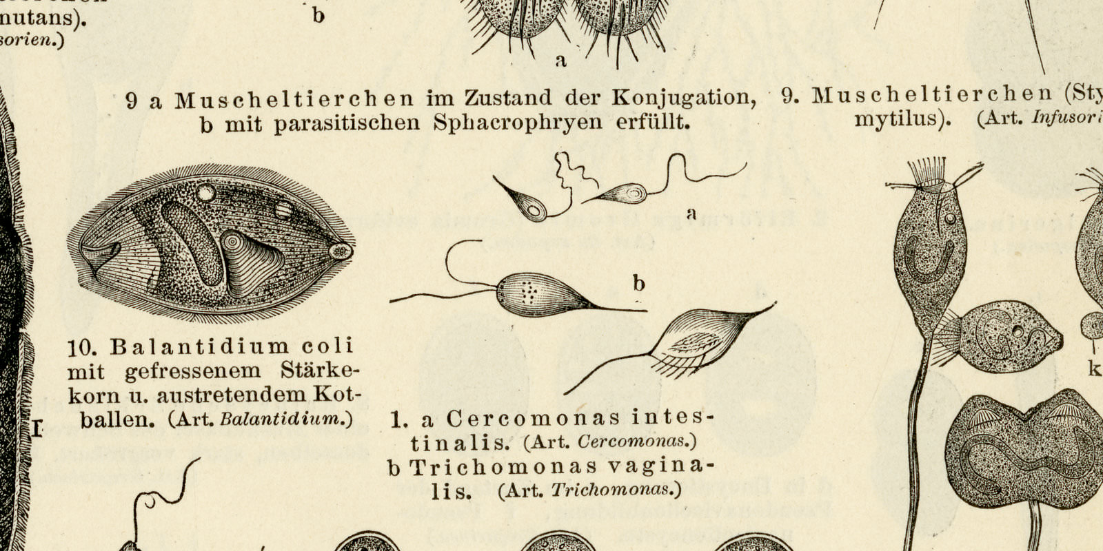 Protozoen I - II ca 1896 historische Bildtafel Holzstich