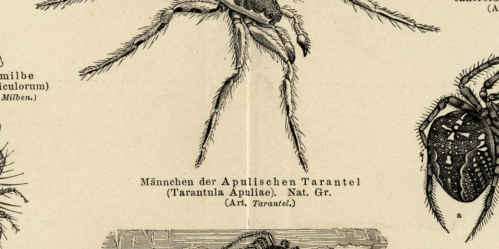 Spinnentiere antiker Druck ca 1889 Holzstich