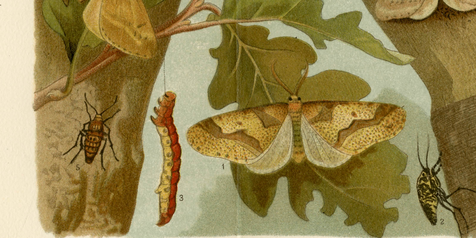 Schmetterlinge II ca 1897 historische Bildtafel Chromolithographie