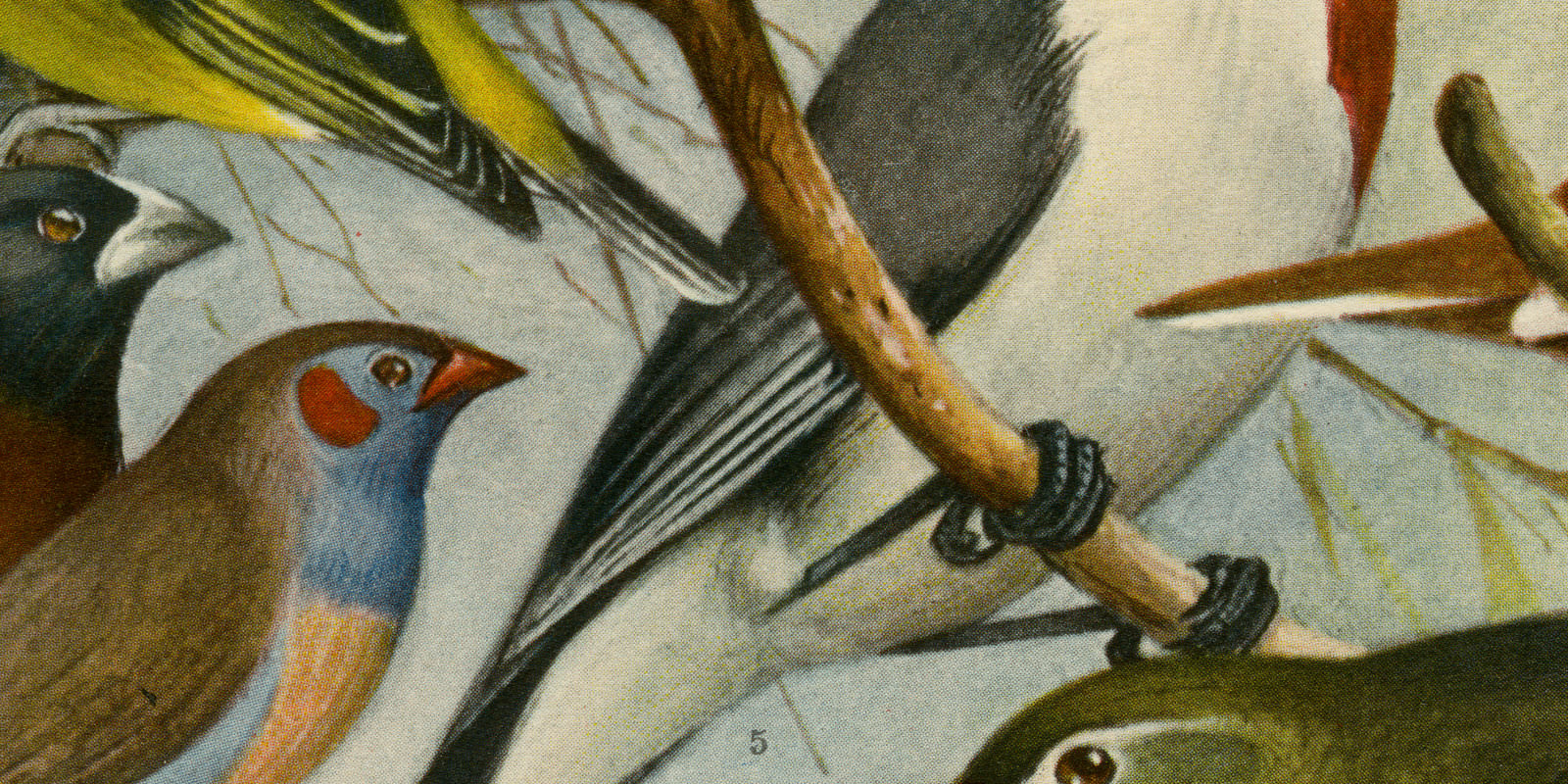 Stubenvögel II ca 1929 historische Bildtafel Chromotypie