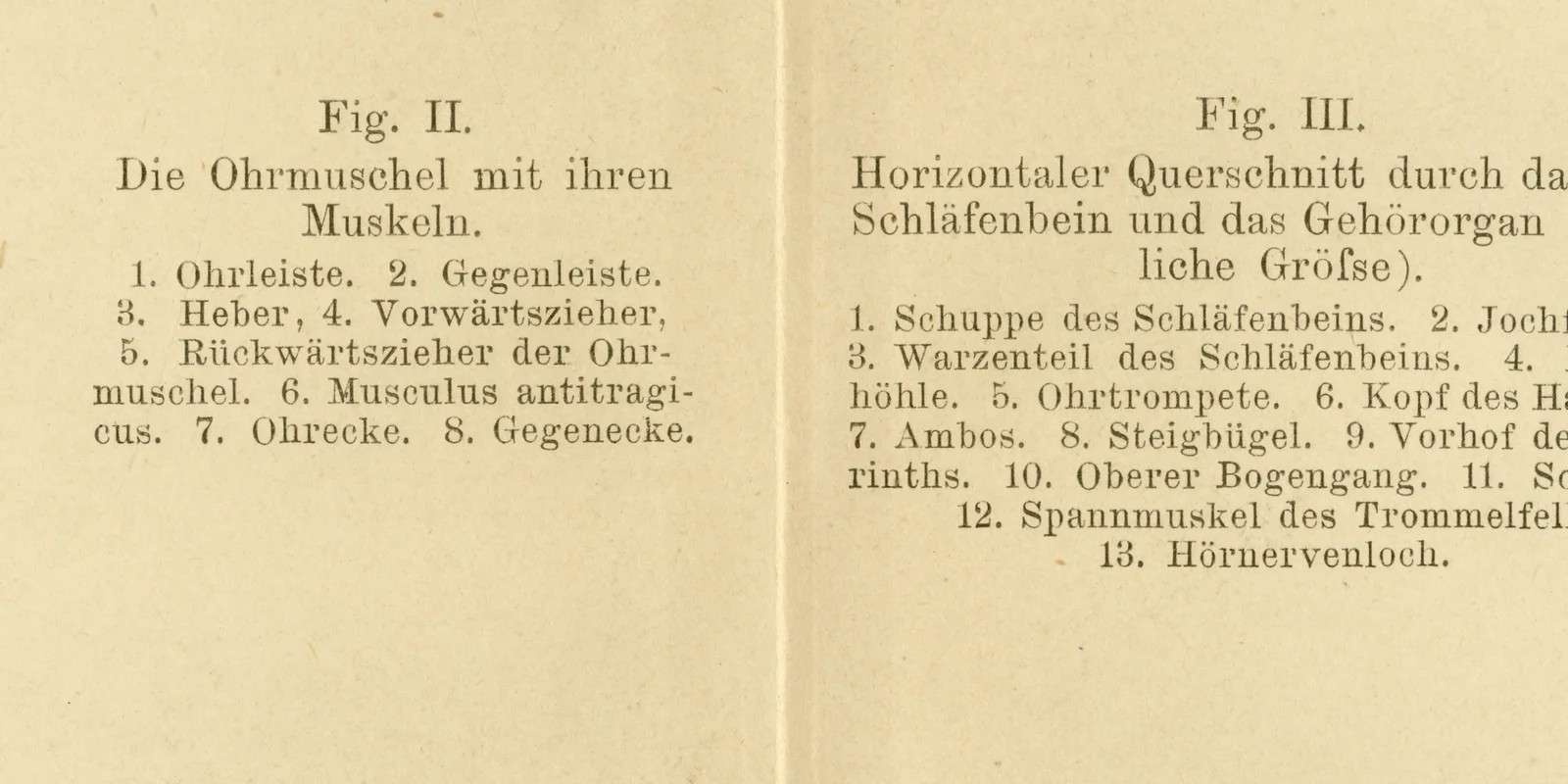Gehörorgan des Menschen ca 1884 historische Grafik Holzstich