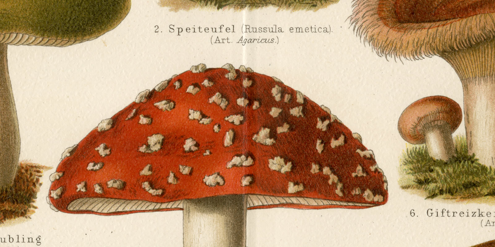 Pilze II Giftige Pilze ca 1896 historische Bildtafel Chromolithographie