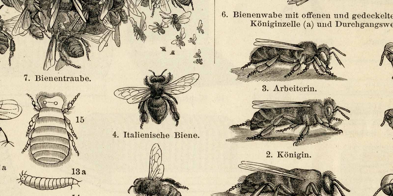 Bienen Bienenzucht ca 1893 historische Bildtafel Holzstich