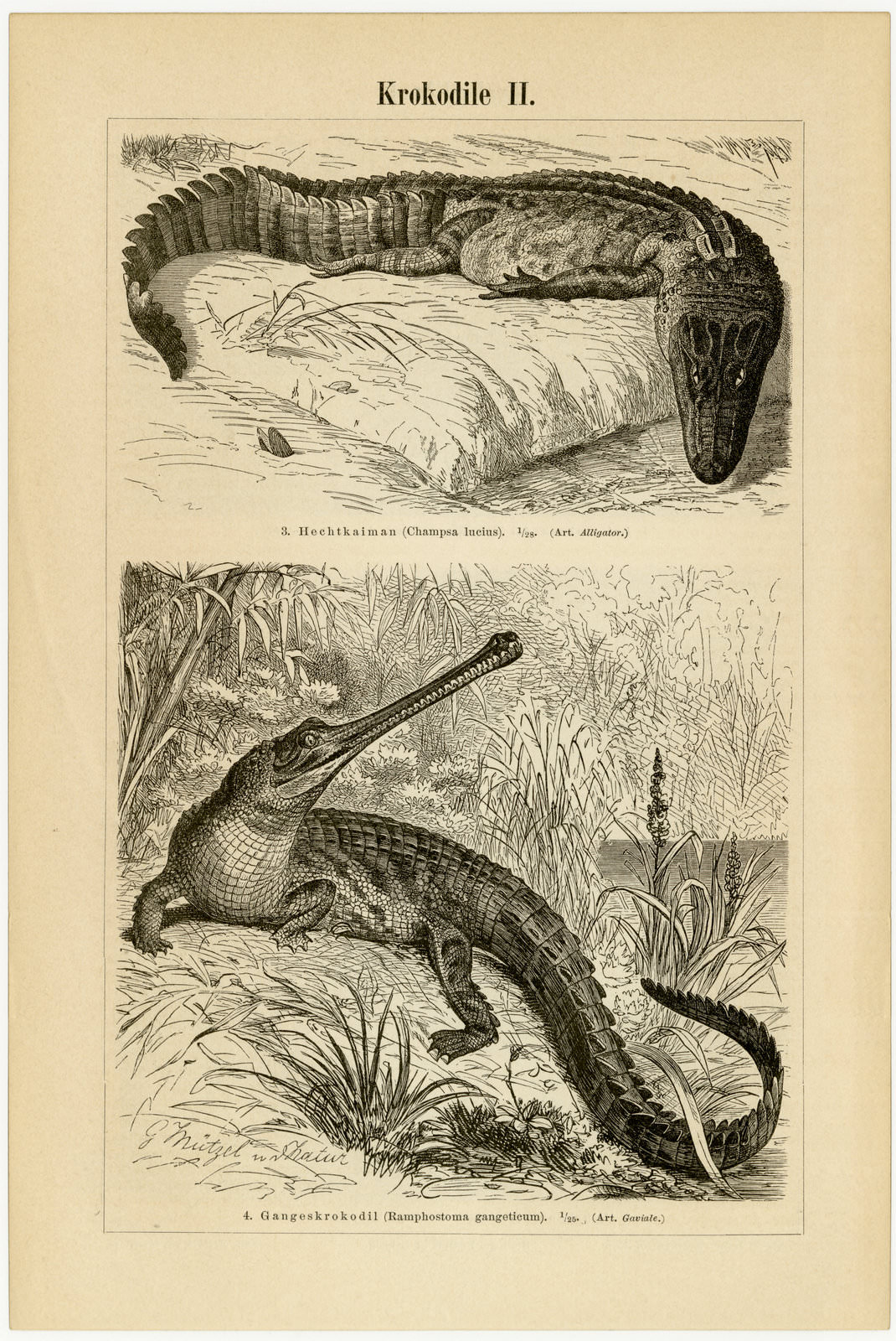 Krokodile I - II ca 1895 historische Bildtafel Holzstich