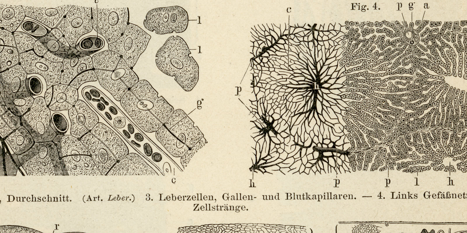 Eingeweide des Menschen IV - V ca 1893 historische Bildtafel Holzstich