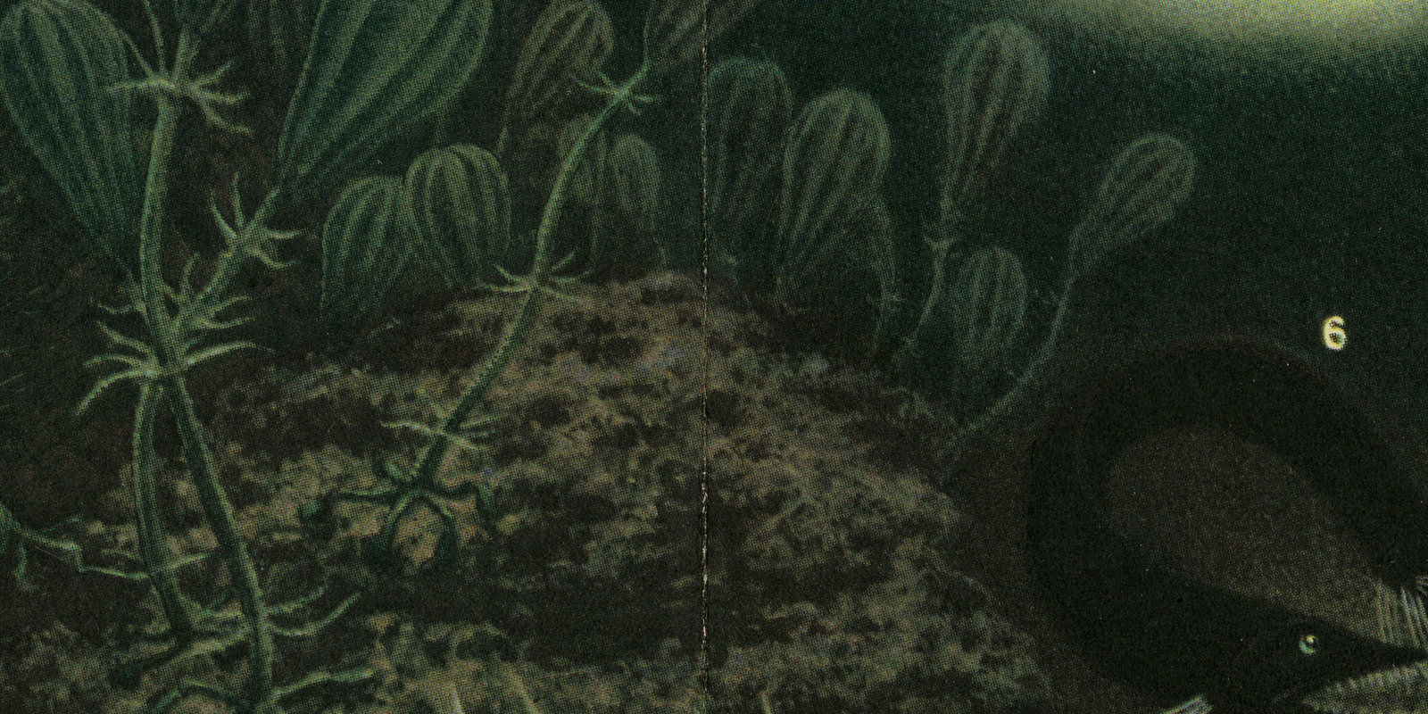 Meeresfauna I Tiefsee ca 1928 historische Bildtafel Chromotypie