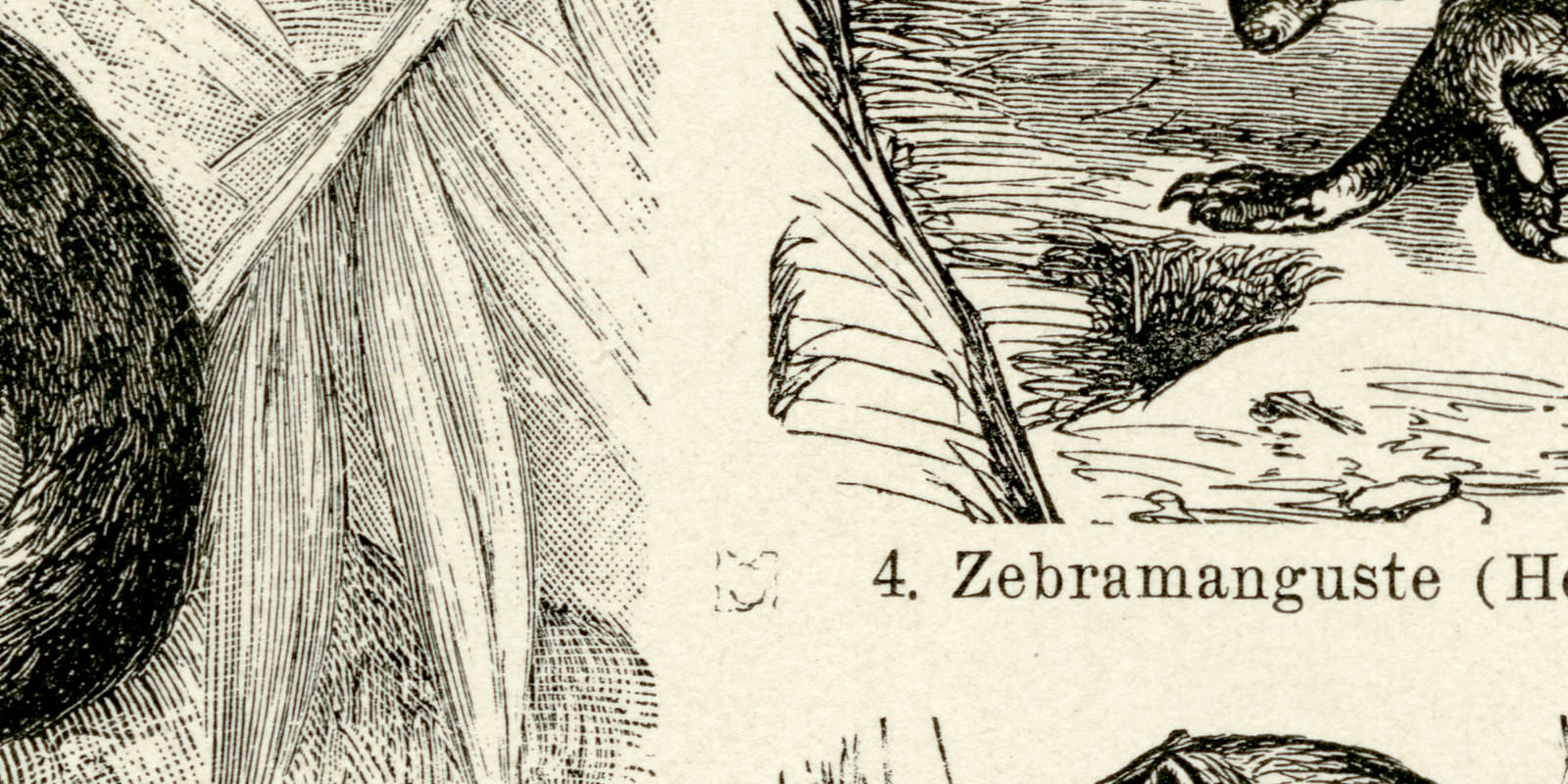 Schleichkatzen historische Bildtafel Holzstich ca 1892