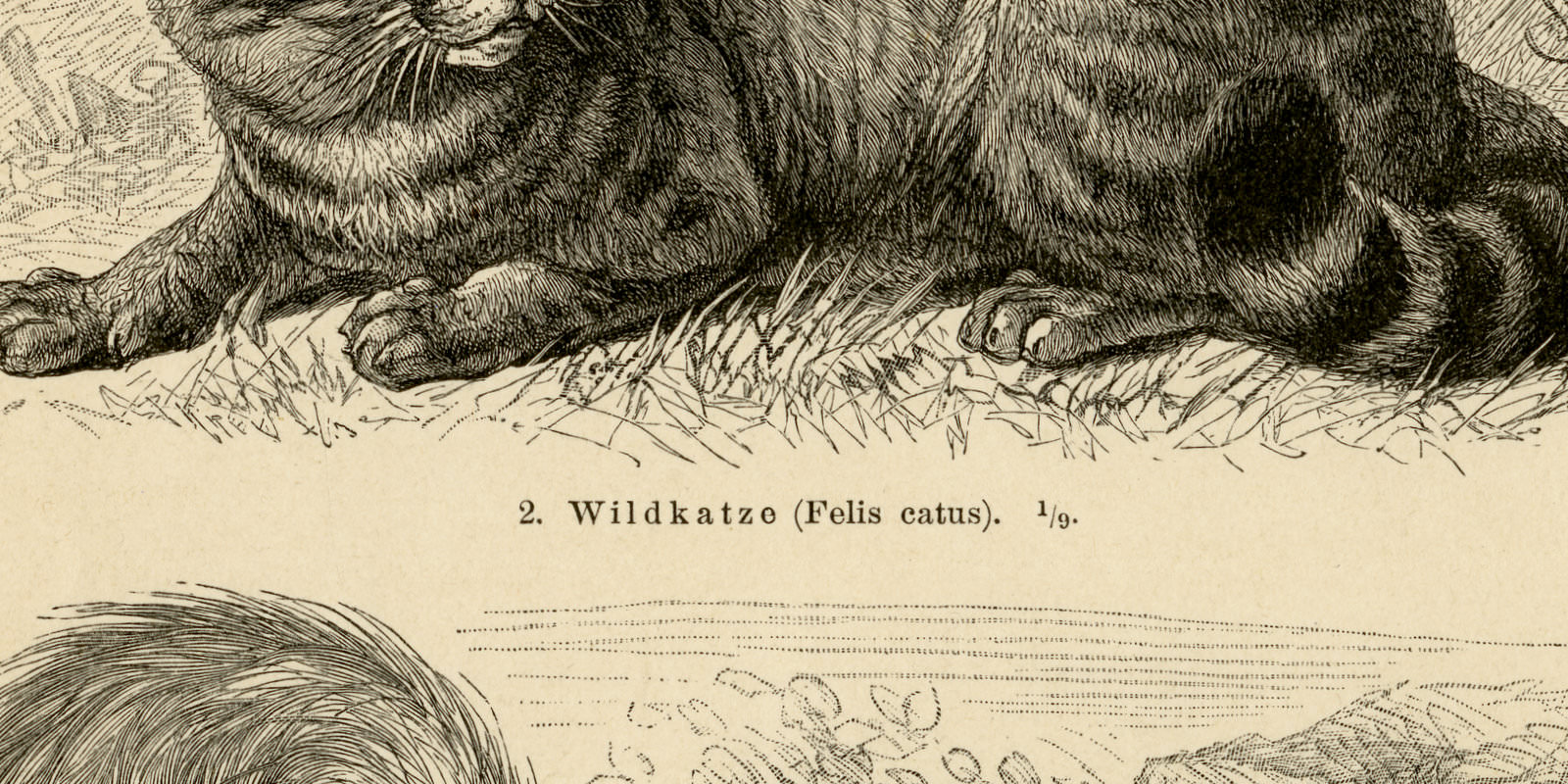 Katzen ca 1893 historische Bildtafel Holzstich