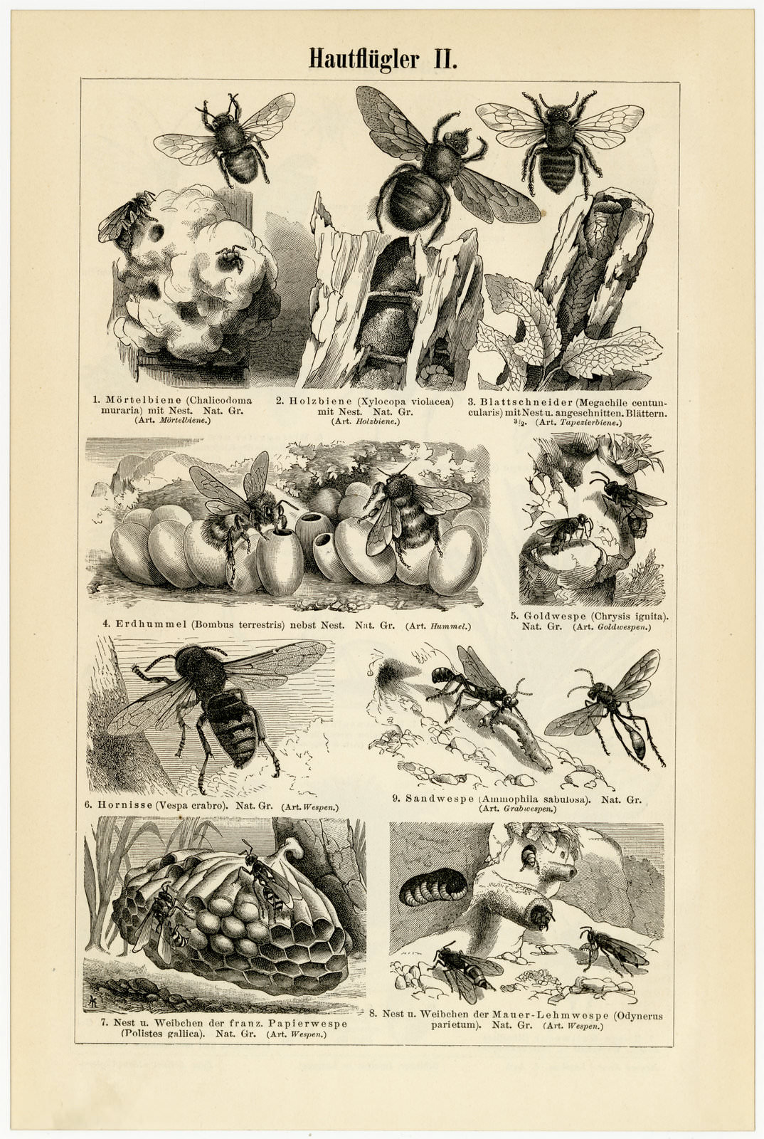 Hautflügler I - II ca 1895 historische Bildtafel Holzstich