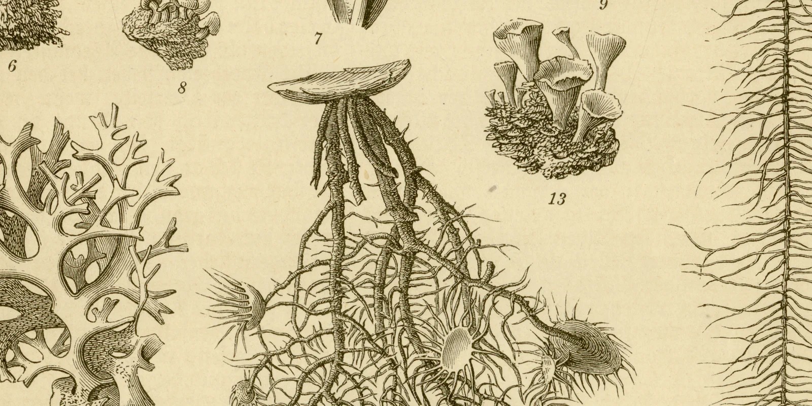 Flechten ca 1883 historische Grafik Holzstich