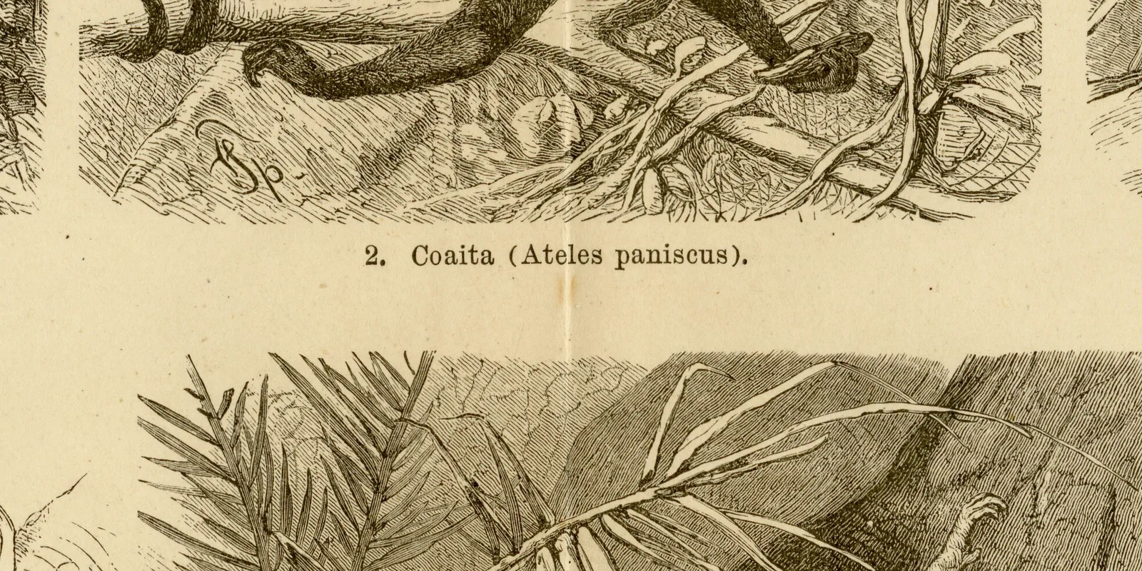 Affen der neuen Welt ca 1882 historische Grafik Holzstich