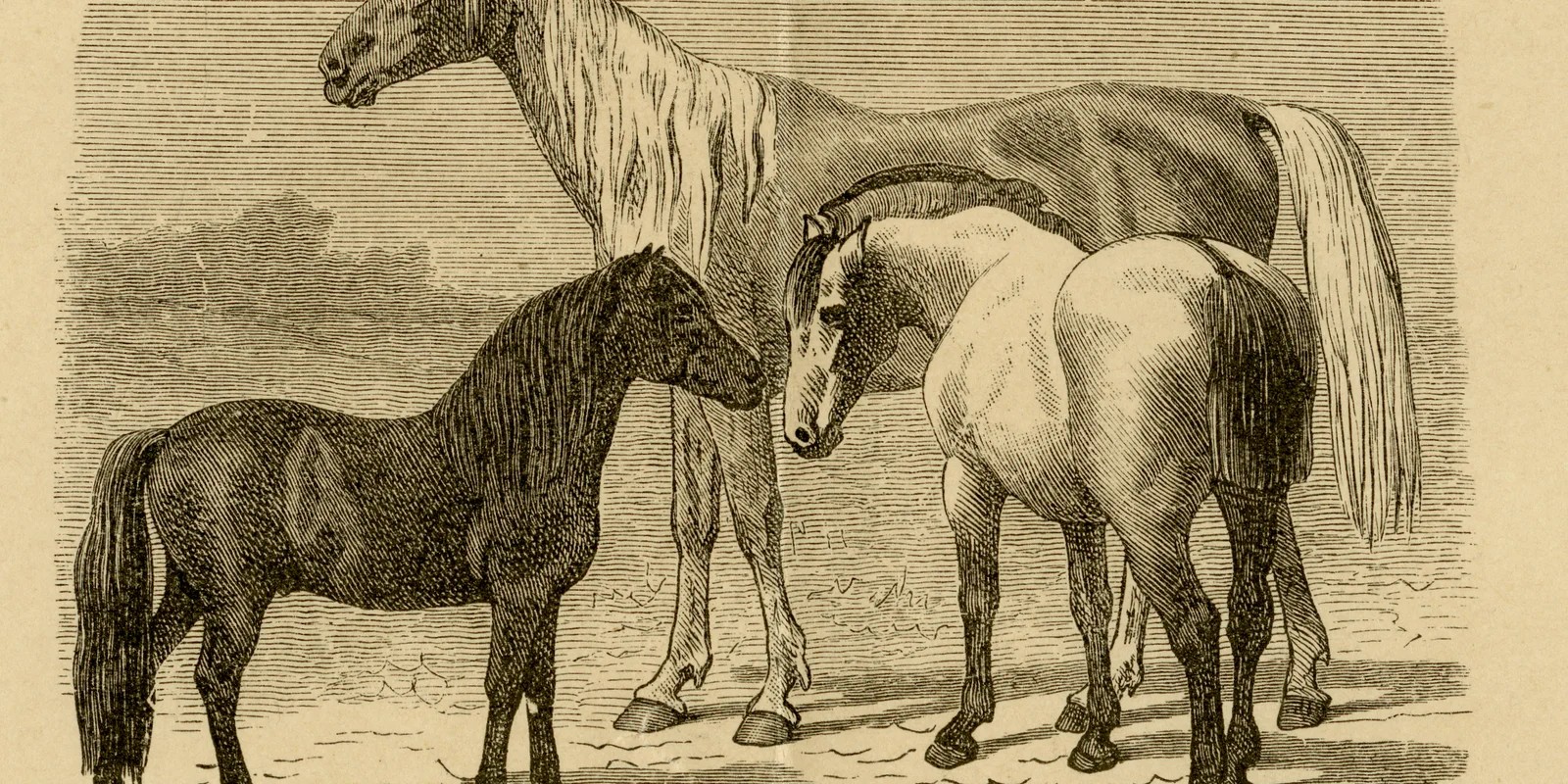 Pferderassen ca 1885 historische Grafik Holzstich