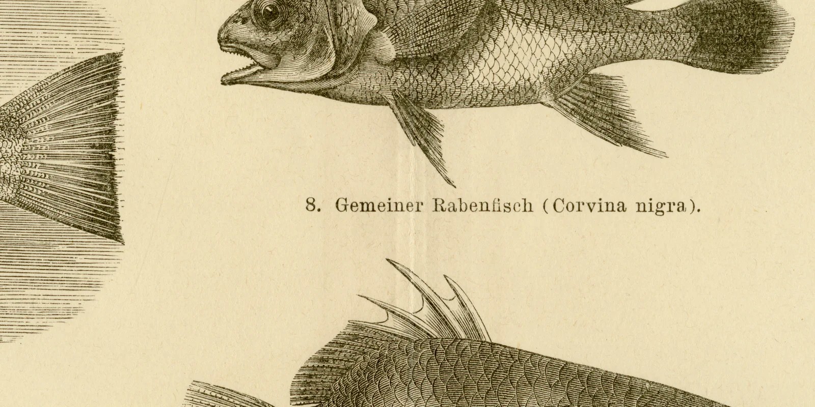 Fische IV ca 1883 historische Grafik Holzstich