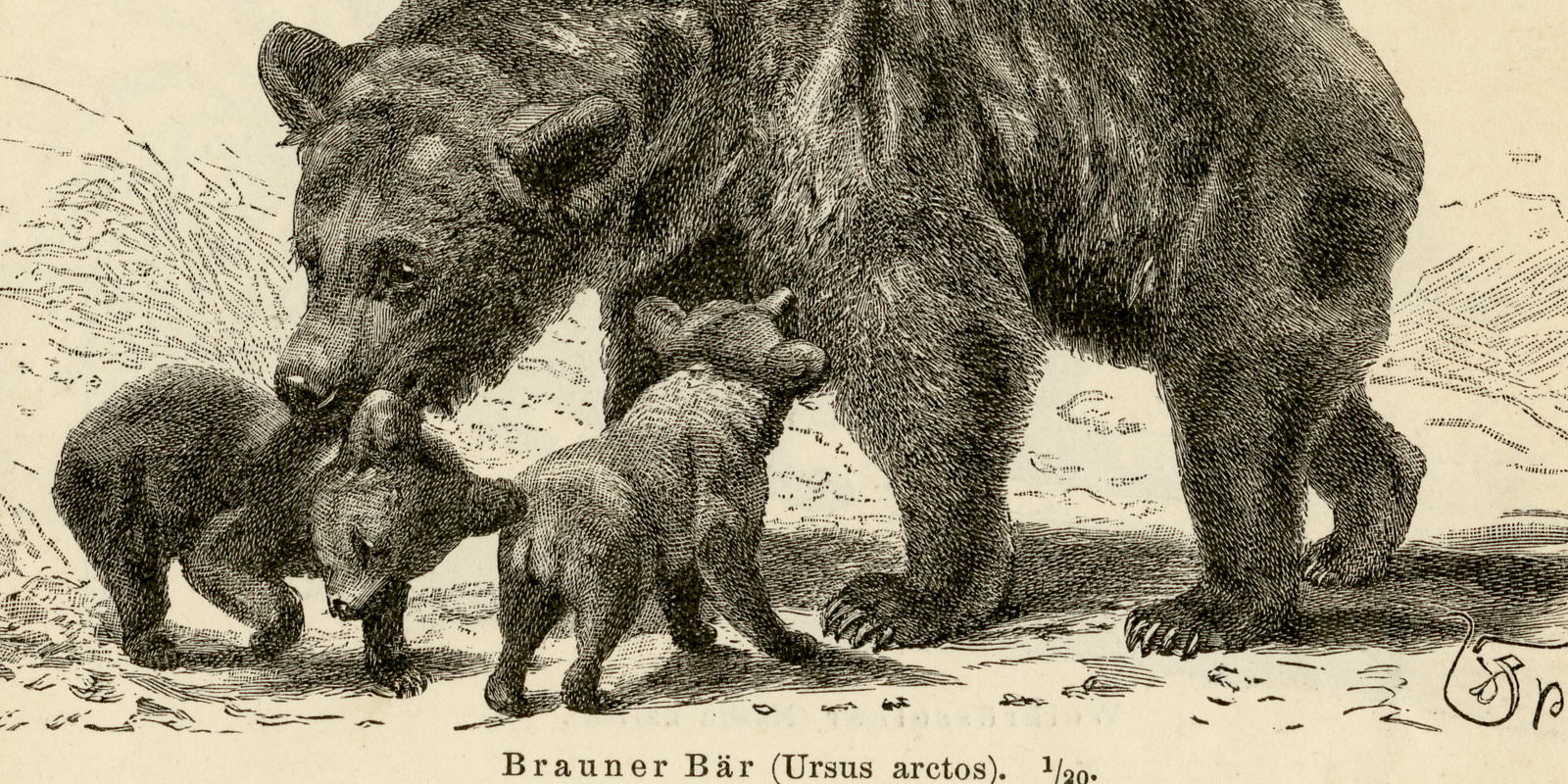 Bären I - II ca 1893 historische Bildtafel Holzstich