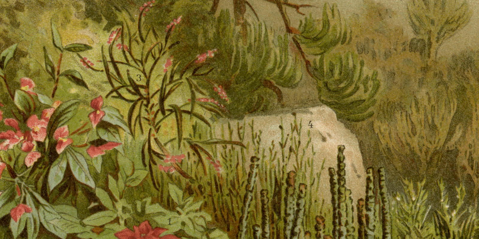 Euphorbiaceen ca 1894 historische Bildtafel Chromolithographie