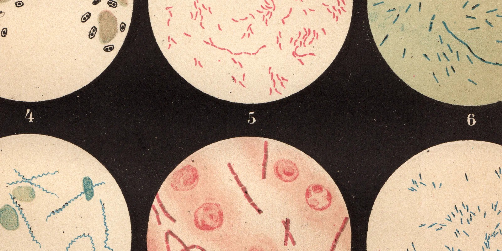 Bacterien ca 1887 historische Grafik Chromolithographie
