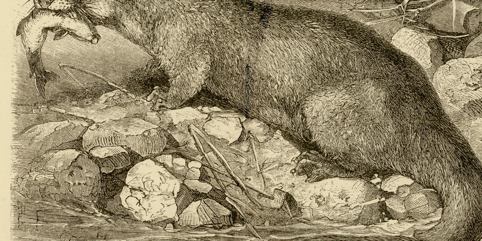 Kleinere Raubtiere ca 1886 historische Grafik Holzstich