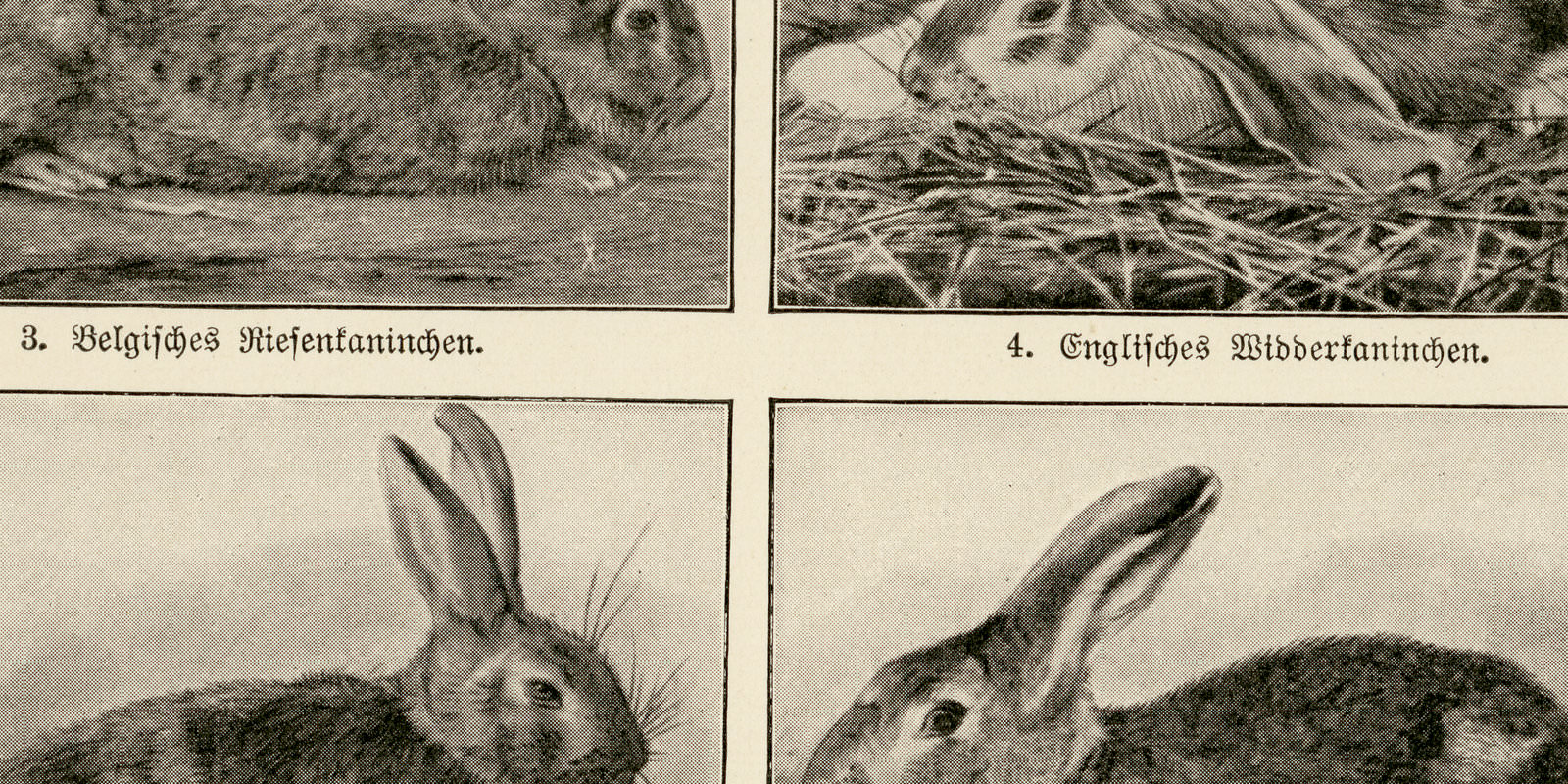 Kaninchen ca 1927 historische Bildtafel Autotypie