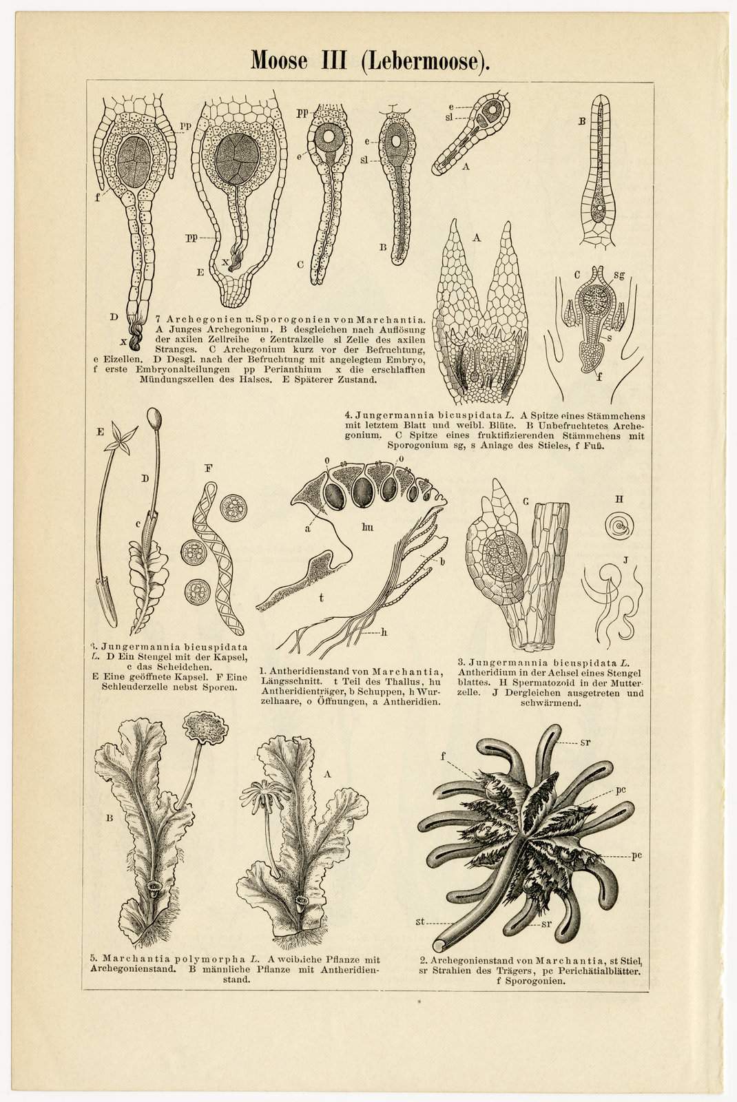 Moose II - III ca 1896 historische Bildtafel Holzstich