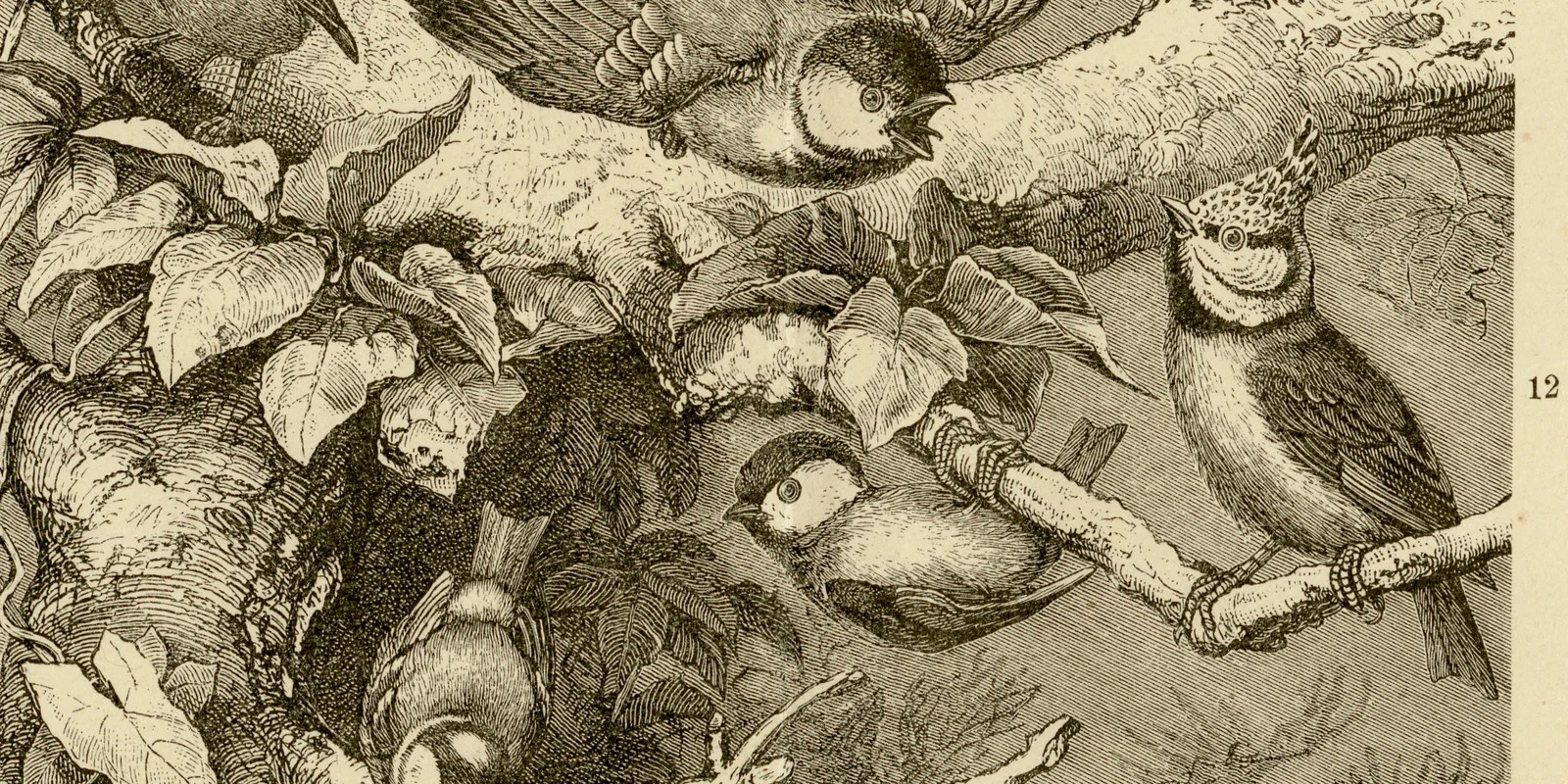 Singvögel I ca 1886 historische Grafik Holzstich